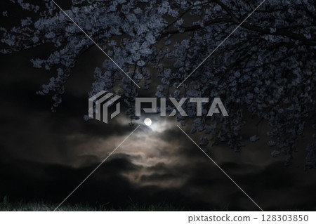 Cherry blossoms illuminated by the full moon and the moon between the clouds A fantastic spring night view 128303850