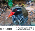 A close-up of the rare Okinawa rail: its vivid beak and feather patterns 128303871