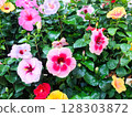 A field of vibrantly colored hibiscus flowers blooming in a tropical garden 128303872