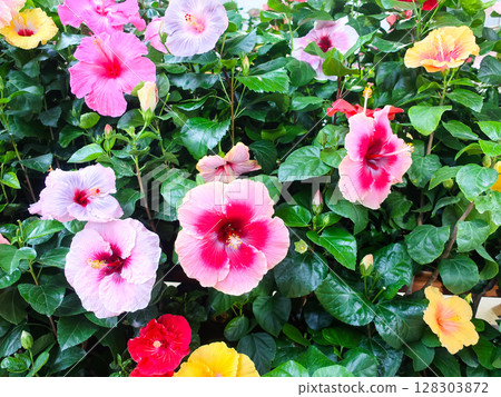 熱帶花園中盛開著色彩鮮豔的芙蓉花 128303872