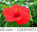 A close-up of a vibrant red hibiscus: a tropical flower that stands out in vivid detail 128303873