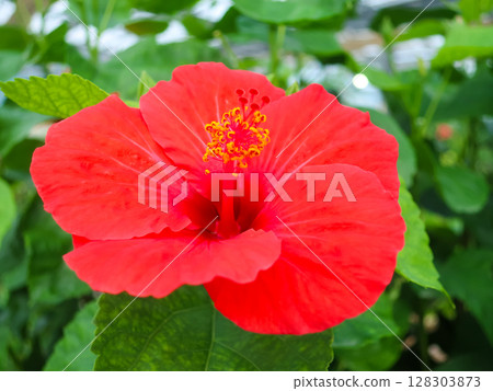 一朵鮮豔的紅色芙蓉花的特寫：這種熱帶花卉的細節生動鮮明 128303873