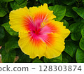 A close-up of a beautiful hibiscus with a yellow and pink gradation 128303874
