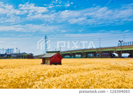 A shrine in the wheat harvest season A shrine in the wheat harvest season 128304083