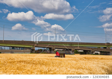 A shrine in the wheat harvest season A shrine in the wheat harvest season 128304085
