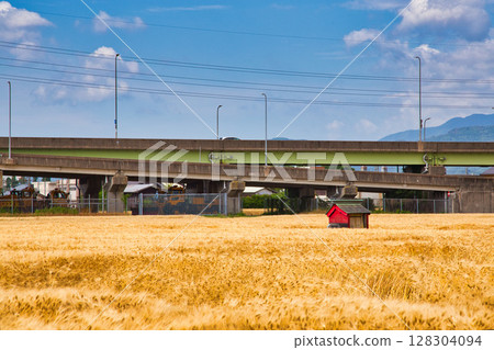 A shrine in the wheat harvest season A shrine in the wheat harvest season 128304094