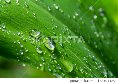 Water droplets glistening on green leaf after recent rainfall in a lush garden showcasing nature's beauty 128304489