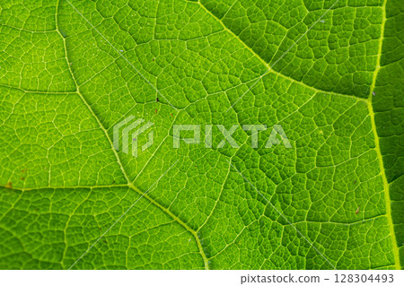 Close-up view of a vibrant green leaf showcasing its intricate vein patterns and texture in natural light during daytime Close-up view of a vibrant green leaf showcasing its intricate vein patterns and texture in natural light during daytime 128304493