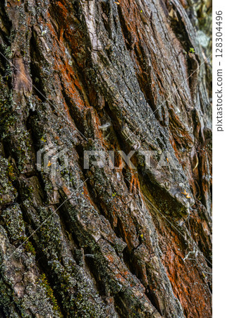 Textured tree bark reveals intricate patterns and colors in a close-up view at a forest during midday Textured tree bark reveals intricate patterns and colors in a close-up view at a forest during midday 128304496