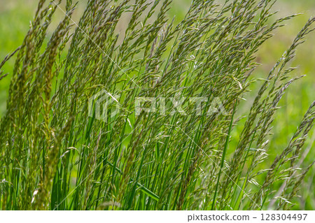 Tall green grass sways gently in the breeze under clear blue sky during a warm afternoon in a serene meadow Tall green grass sways gently in the breeze under clear blue sky during a warm afternoon in a serene meadow 128304497