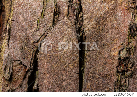 Detailed close-up of textured tree bark showcasing natural patterns and crevices found in a forest during daylight Detailed close-up of textured tree bark showcasing natural patterns and crevices found in a forest during daylight 128304507