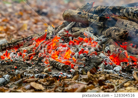Charred logs and glowing embers smoldering in an outdoor fire pit surrounded by fallen leaves in a forest setting 128304516