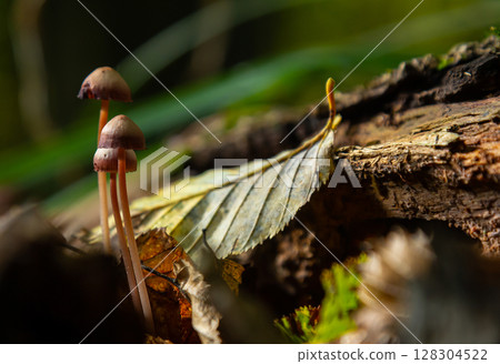 Discovering Mycena galericulata growing among fallen leaves and decaying wood in a serene forest environment during autumn 128304522