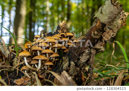 The Conifer Tuft specialises on coniferous dead wood. The stipes are often bent and they grow in tight clumps. The parasol flattens as they grow 128304523