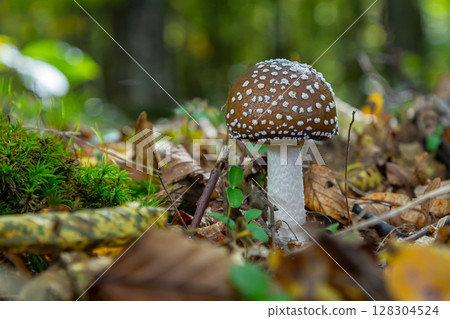 The Amanita pantherina, or the Panther Cap, a beautiful and iconic mushroom. A muted relative of the Amanita muscaria or fly agaric, its cap features a bold pattern 128304524