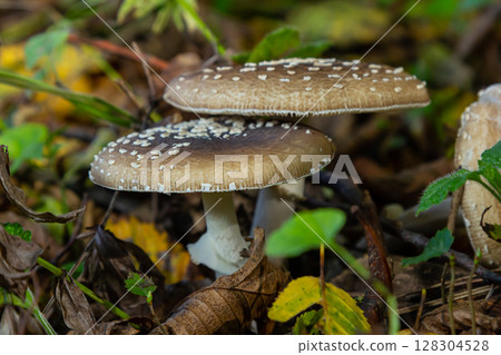The Amanita pantherina, or the Panther Cap, a beautiful and iconic mushroom. A muted relative of the Amanita muscaria or fly agaric, its cap features a bold pattern 128304528