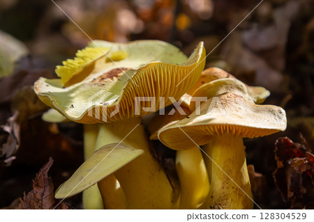 Discovering Psathyrella and Tricholoma sulphureum mushrooms in a forest during autumn 128304529