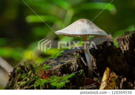 Beautiful Psathyrella mushroom growing on a mossy log in a lush forest during late afternoon light Beautiful Psathyrella mushroom growing on a mossy log in a lush forest during late afternoon light 128304530