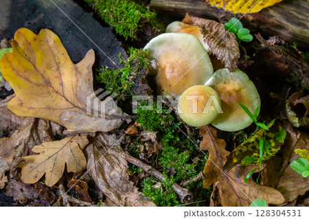 Sulphur tuft, Hypholoma fasciculare, or clustered woodlover on a dead tree Sulphur tuft, Hypholoma fasciculare, or clustered woodlover on a dead tree 128304531