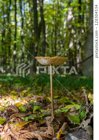 Mushroom Oudemansiella radicata growing in a lush green forest during daylight 128304534