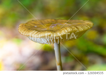 Oudemansiella radicata mushroom growing in a forest during autumn, showcasing its distinct golden cap and stem 128304535