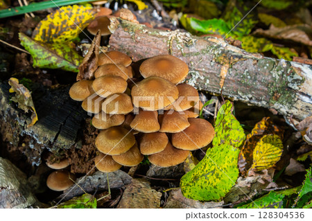 The Conifer Tuft specialises on coniferous dead wood. The stipes are often bent and they grow in tight clumps. The parasol flattens as they grow The Conifer Tuft specialises on coniferous dead wood. The stipes are often bent and they grow in tight clumps. The parasol flattens as they grow 128304536