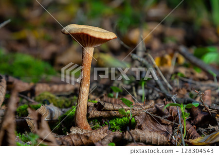 Unique mushroom species Amanita phalloides and Cortinarius rubellus growing among fallen leaves in a forest environment 128304543
