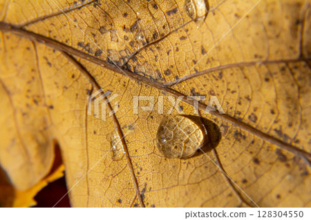 Close-up of a water droplet resting on a yellow autumn leaf showcasing intricate details and textures under natural light 128304550