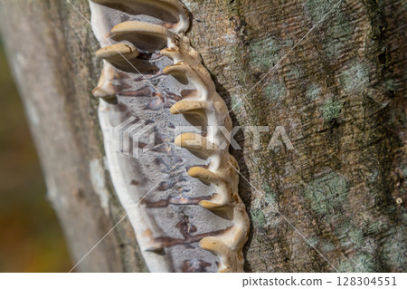 Closeup Trametes pubescens or Trametes hirsute , its a kind of mushroom Closeup Trametes pubescens or Trametes hirsute , its a kind of mushroom 128304551