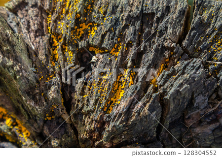 Lycogala epidendrum fungi on decaying wood in a forest habitat showcasing vibrant yellow colors in autumn 128304552
