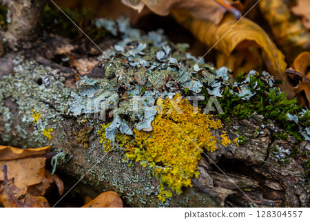 Blue lichen Tricholoma surrounded by autumn leaves on a weathered log in a forest setting during late afternoon light 128304557