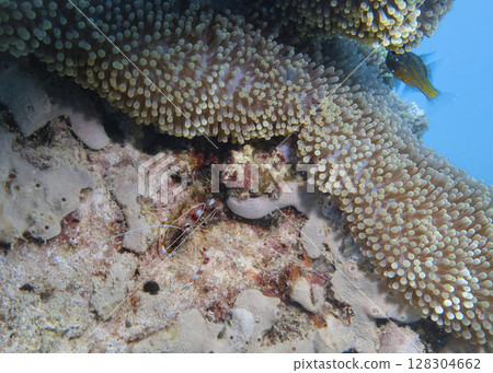 Shrimp with long antennae and claws on a coral reef at the bottom of the South China Sea in Vietnam Shrimp with long antennae and claws on a coral reef at the bottom of the South China Sea in Vietnam 128304662