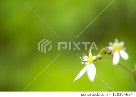 Saxifrage blooming on the hiking trail at Mt. Mitake in Tokyo 128304684