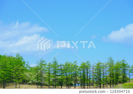 Fresh green and blue sky Fresh green and blue sky 128304710