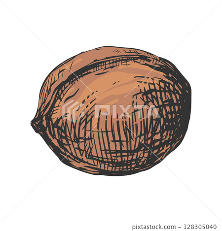 Hand drawn sketch vector illustration of walnut. Whole ripe nut in shell. Imitation of color engraving. 128305040