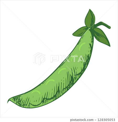 Vector sketch of green peas. Closed bean pod. Imitation of color engraving technique. Useful vegetable crop. Peas are hand-drawn with ink and brush. 128305053