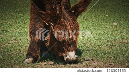 Baudet du Poitou Close-Up of donkey Eating Grass on Bright Sunny Day 128305163