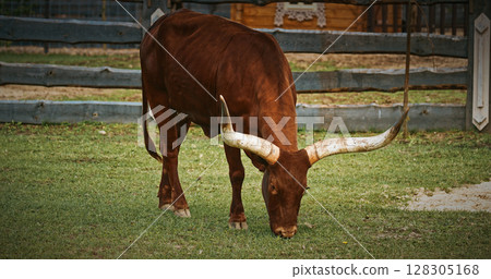 Brown Watussi Cow Grazing with Long Horns in Green Pasture 128305168