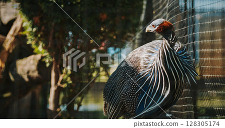 The vulturine guinea fowl - Acryllium vulturinum - is the largest extant species of guinea fowl. colorful feathers 128305174