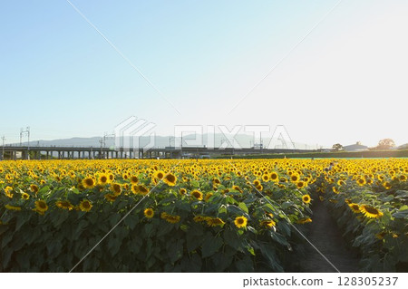 大垣向日葵田 2017年8月7日 大垣向日葵田 2017年8月7日 128305237