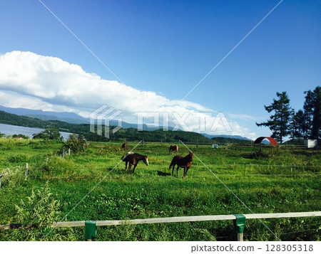 吃草的馬 吃草的馬 128305318