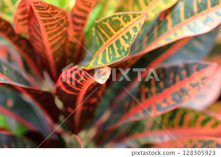 Croton Petra or Codiaeum Variegatum plant.  Croton leaves Close up. Natural wood background. 128305923