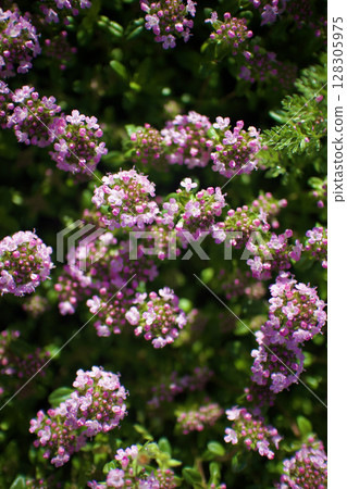 Creeping thyme flowers shine after the rain in full bloom at the end of April. The flower's meaning is "cleanliness." Creeping thyme flowers shine after the rain in full bloom at the end of April. The flower's meaning is "cleanliness." 128305975
