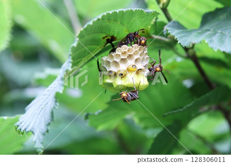 Nesting of paper wasps 128306011