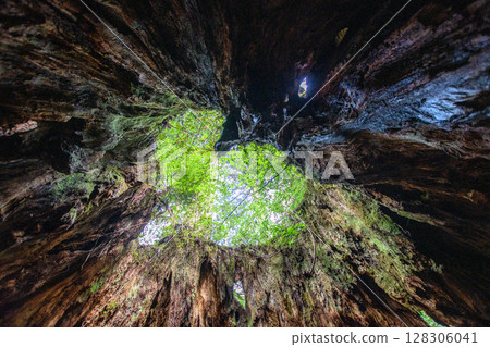 Heart-Side Stump 128306041