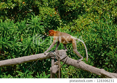 Proboscis Monkey in Borneo rainforest Sandakan Malaysia. Long-nosed monkey. It is endemic to Borneo. Proboscis Monkey in Borneo rainforest Sandakan Malaysia. Long-nosed monkey. It is endemic to Borneo. 128306231