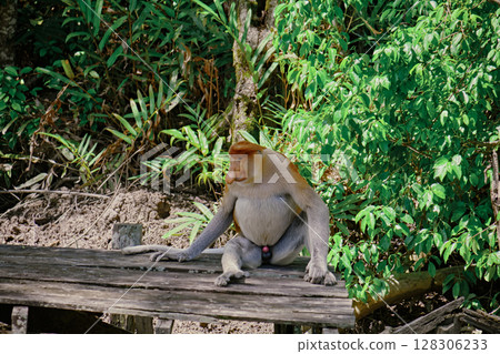 Proboscis Monkey in Borneo rainforest Sandakan Malaysia. Long-nosed monkey. It is endemic to Borneo. 128306233