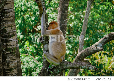 Proboscis Monkey in Borneo rainforest Sandakan Malaysia. Long-nosed monkey. It is endemic to Borneo. 128306235