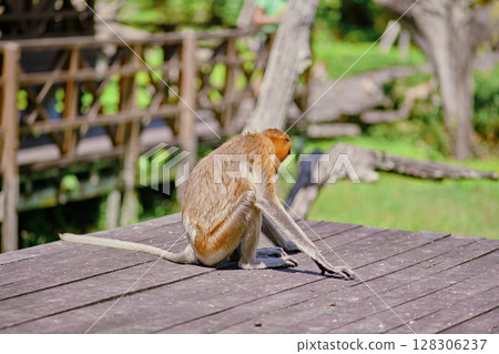 Proboscis Monkey in Borneo rainforest Sandakan Malaysia. Long-nosed monkey. It is endemic to Borneo. Proboscis Monkey in Borneo rainforest Sandakan Malaysia. Long-nosed monkey. It is endemic to Borneo. 128306237