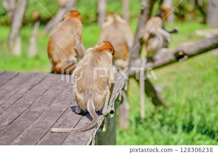 Proboscis Monkey in Borneo rainforest Sandakan Malaysia. Long-nosed monkey. It is endemic to Borneo. 128306238